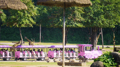 4萬公里 ，100%出勤率！宇通觀光車助力長(zhǎng)隆打造沉浸式生態(tài)之旅