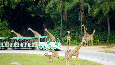 4萬公里 ，100%出勤率！宇通觀光車助力長(zhǎng)隆打造沉浸式生態(tài)之旅